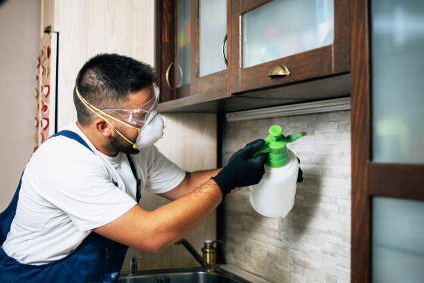 Best Wasp Removal Services  in Novi, MI
